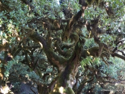 Fanal Forest. Madeira Laurel (Ocotea foetens) (50)