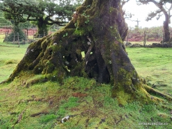 Fanal Forest. Madeira Laurel (Ocotea foetens) (6)