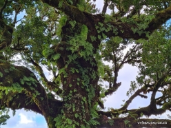 Fanal Forest. Madeira Laurel (Ocotea foetens) (7)