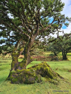 Fanal Forest. Madeira Laurel (Ocotea foetens) (9)