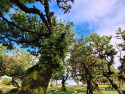 Fanal Forest. Madeira Laurel (Ocotea foetens)