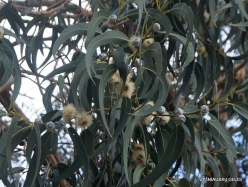 Cabo Girão. Eucalyptus globulus