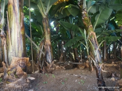 Levada Nova. Banana plantation (3)