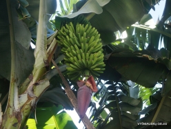 Levada Nova. Banana plantation (4)