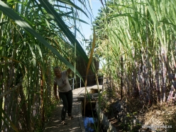 Levada Nova. Sugarcane plantation