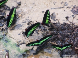 Perak. Near Tapah. Hutan Lipur Kuala Woh. Rajah Brooke's birdwings (Trogonoptera brookiana albescens) (4)