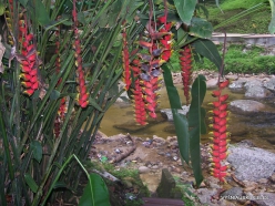 Perak. Near Tapah. Lata Iskandar waterfall. Heliconia psittacorum