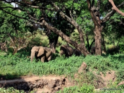 African elephants (Loxodonta africana) (19)