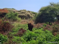 African elephants (Loxodonta africana) (8)