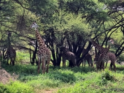 Masai giraffe (Giraffa tippelskirchi) (3)