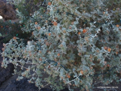 1 Las Vegasas. Ethel M kaktusų parkas. Buddleia marubifolia