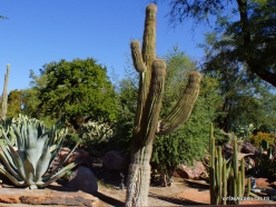 1 Las Vegasas. Ethel M kaktusų parkas. Didžioji karnegija (Carnegiea gigantea) (2)