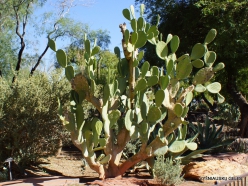1 Las Vegasas. Ethel M kaktusų parkas. Figavaisė opuncija (Opuntia ficus-indica)