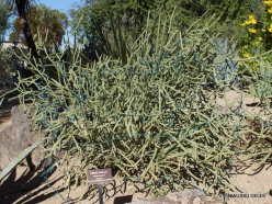 1 Las Vegasas. Ethel M kaktusų parkas. Lazduvis (Cylindropuntia arbuscula)