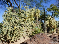 1 Las Vegasas. Ethel M kaktusų parkas. Lazduvis (Cylindropuntia molesta)
