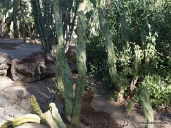 1 Las Vegasas. Ethel M kaktusų parkas. Lophocereus schottii var. monstrose