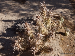 1 Las Vegasas. Ethel M kaktusų parkas. Opuntia articulata ‘Papyracantha‘