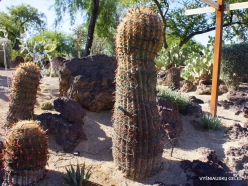 1 Las Vegasas. Ethel M kaktusų parkas. Ritininis ferokaktusas (Ferocactus cylindraceus) (2)