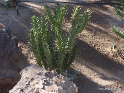 1 Las Vegasas. Ethel M kaktusų parkas. Ritvė (Austrocylindropuntia subulata)