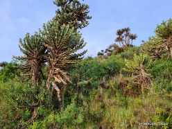 Euphorbia sp.