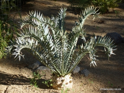 Los Andželas. Descanso botanikos sodas. Cikainiai (Cycadopsida) (3)