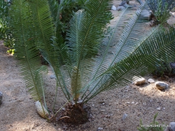 Los Andželas. Descanso botanikos sodas. Cikainiai (Cycadopsida). Dioon sp. (2)