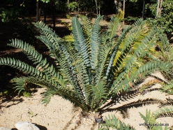 Los Andželas. Descanso botanikos sodas. Cikainiai (Cycadopsida). Encephalartos arenarius