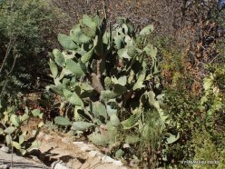 Los Andželas. Descanso botanikos sodas. Figavaisė opuncija (Opuntia ficus-indica)