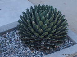 Los Andželas. Descanso botanikos sodas. Karališkoji agava (Agave victoriae-reginae)