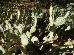 Los Andželas. Descanso botanikos sodas. Stambiavaisė opuncija (Opuntia engelmannii)