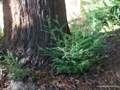 Los Andželas. Descanso botanikos sodas. Visžalė sekvoja (Sequoia sempervirens)