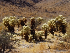 Siauralapių jukų nacionalinis parkas. Kolorado dykuma. Lazduvis (Cylindropuntia bigelovii) (3)