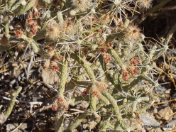 Siauralapių jukų nacionalinis parkas. Kolorado dykuma. Lazduvis (Cylindropuntia ramosissima)