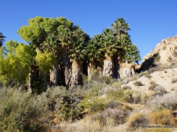 Siauralapių jukų nacionalinis parkas. Lost Palms oazė. Paprastoji vašingtonija (Washingtonia filifera) (2)