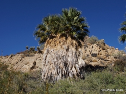 Siauralapių jukų nacionalinis parkas. Lost Palms oazė. Paprastoji vašingtonija (Washingtonia filifera) (7)