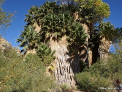 Siauralapių jukų nacionalinis parkas. Lost Palms oazė. Paprastoji vašingtonija (Washingtonia filifera)