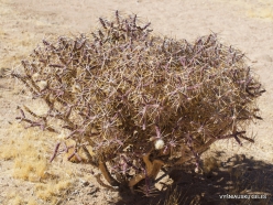 Siauralapių jukų nacionalinis parkas. Mohavių dykuma. Lazduvis (Cylindropuntia ramosissima) (3)