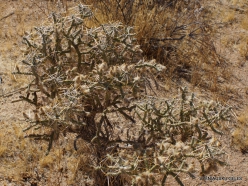 Siauralapių jukų nacionalinis parkas. Mohavių dykuma. Lazduvis (Cylindropuntia ramosissima) (4)