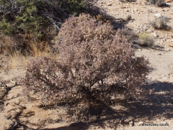 Siauralapių jukų nacionalinis parkas. Mohavių dykuma. Lazduvis (Cylindropuntia ramosissima) (6)