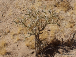 Siauralapių jukų nacionalinis parkas. Mohavių dykuma. Lazduvis (Cylindropuntia ramosissima)