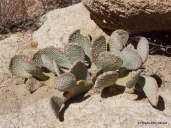Siauralapių jukų nacionalinis parkas. Mohavių dykuma. Padrikoji opuncija (Opuntia basilaris) (3)