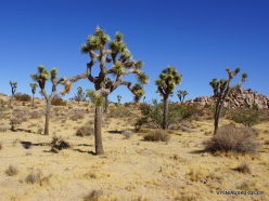 Siauralapių jukų nacionalinis parkas. Mohavių dykuma. Trumpalapė juka (Yucca brevifolia) (10)