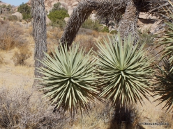 Siauralapių jukų nacionalinis parkas. Mohavių dykuma. Trumpalapė juka (Yucca brevifolia) (15)