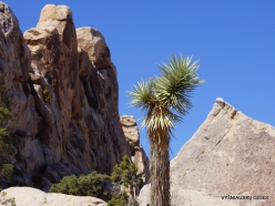 Siauralapių jukų nacionalinis parkas. Mohavių dykuma. Trumpalapė juka (Yucca brevifolia) (17)