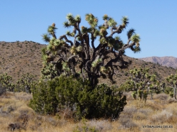 Siauralapių jukų nacionalinis parkas. Mohavių dykuma. Trumpalapė juka (Yucca brevifolia) (18)