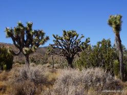 Siauralapių jukų nacionalinis parkas. Mohavių dykuma. Trumpalapė juka (Yucca brevifolia) (20)
