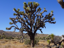 Siauralapių jukų nacionalinis parkas. Mohavių dykuma. Trumpalapė juka (Yucca brevifolia) (21)