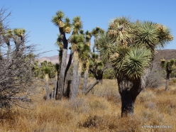Siauralapių jukų nacionalinis parkas. Mohavių dykuma. Trumpalapė juka (Yucca brevifolia) (22)