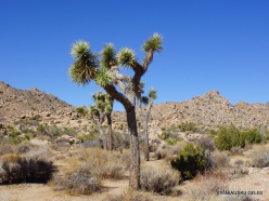 Siauralapių jukų nacionalinis parkas. Mohavių dykuma. Trumpalapė juka (Yucca brevifolia) (3)