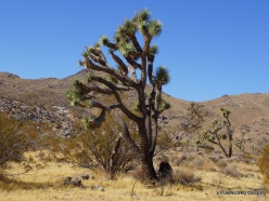 Siauralapių jukų nacionalinis parkas. Mohavių dykuma. Trumpalapė juka (Yucca brevifolia) (7)